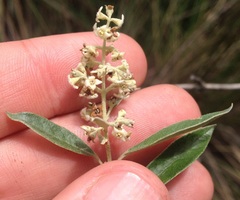 Buddleja parviflora