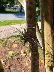 Tillandsia fasciculata