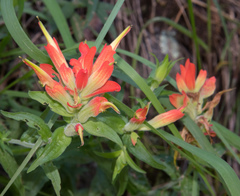 Castilleja nelsonii