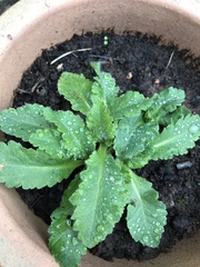 Papaver somniferum