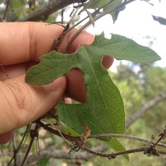 Passiflora exsudans
