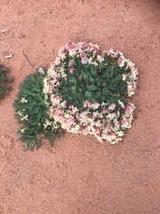Lechenaultia macrantha