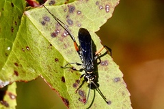 Ceropales bipunctata