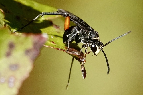 Two-speckled Cuckoo Spider Wasp photo 2