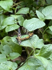 Amata huebneri