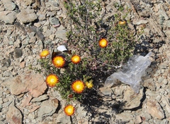 Drosanthemum bicolor