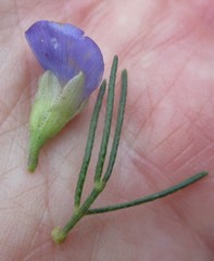 Psoralea speciosa