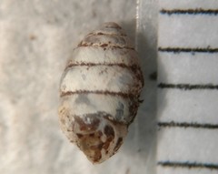 Gastrocopta armifera