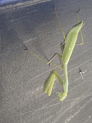 Stagmomantis limbata