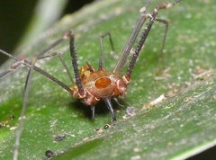 Ventrivomer ancyrophorus