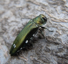 Agrilus biguttatus
