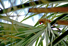 Cardinalis cardinalis