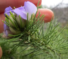 Psoralea speciosa