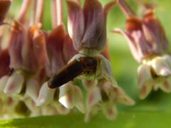 Conoderus vespertinus