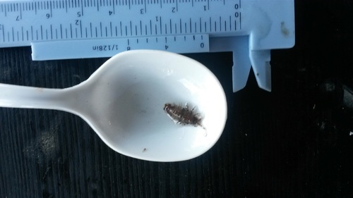 Synidotea laticauda