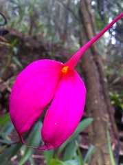 Masdevallia coccinea