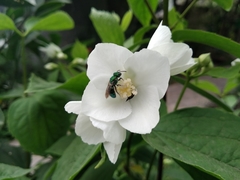 Augochlorini