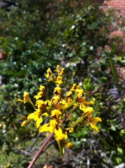 Cyrtochilum densiflorum