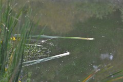 Sus scrofa domesticus