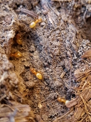 Lasius brevicornis