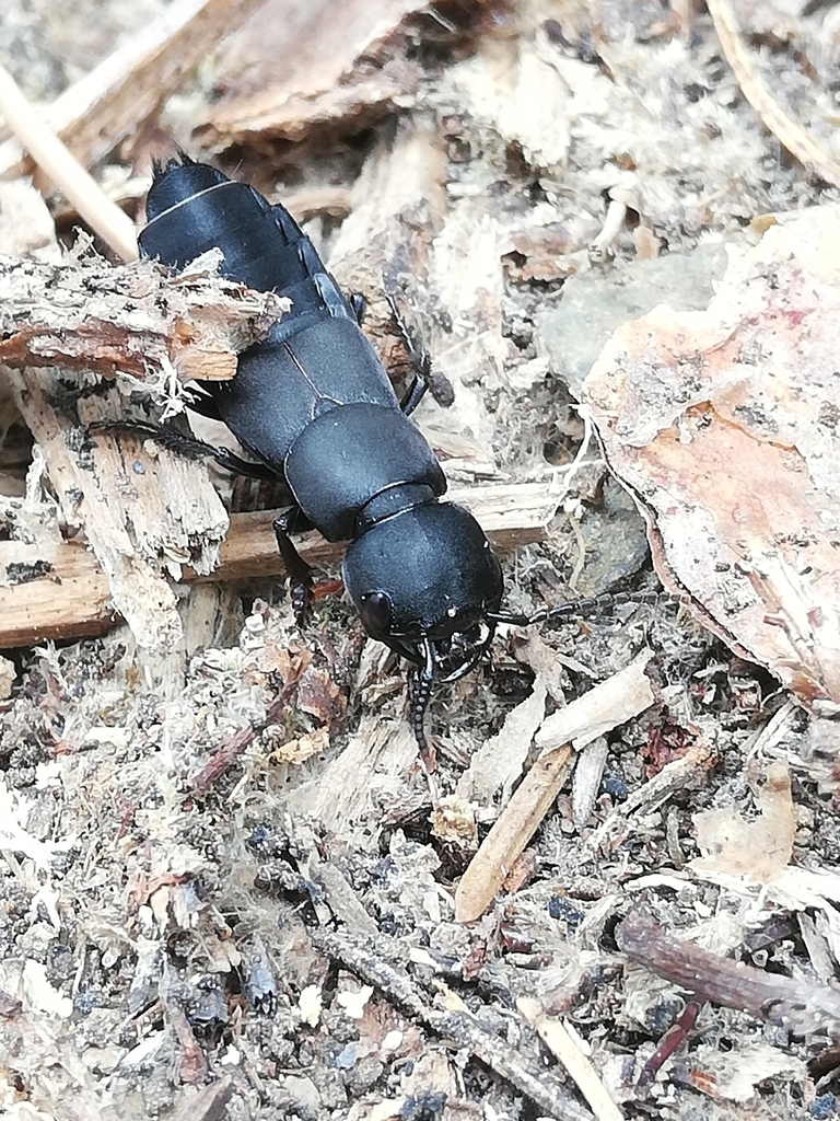 Devil's Coach-horse