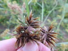 Cyperus flavicomus