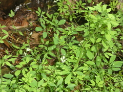 Ceratocapnos claviculata