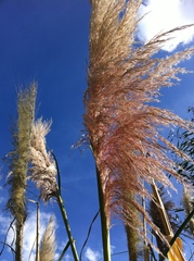Cortaderia jubata