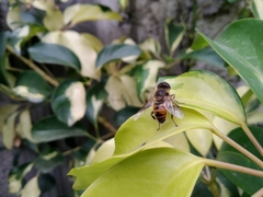 Eristalis tenax