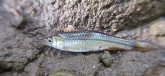 Rasbora