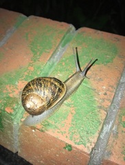 Cornu aspersum