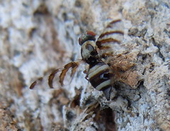 Myennis octopunctata