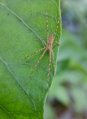 Araneae