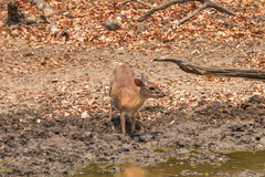 Nesotragus moschatus