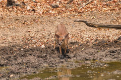 Nesotragus moschatus