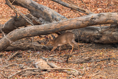 Nesotragus moschatus