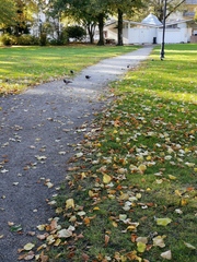 Columba livia domestica