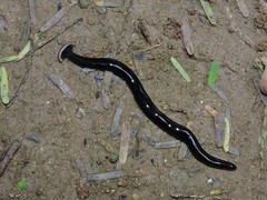 Bipalium univittatum