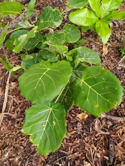 Ficus ypsilophlebia