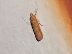 Oncocera
