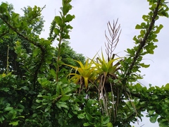 Tillandsia elongata