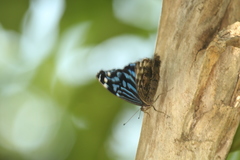 Myscelia ethusa ethusa