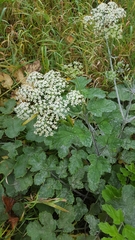 Heracleum sphondylium sphondylium