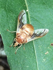 Goniops chrysocoma