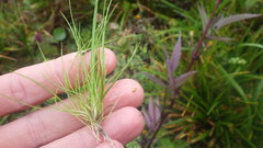 Agrostis canina
