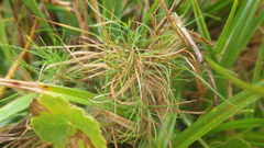 Agrostis canina