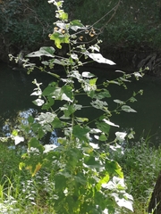 Kearnemalvastrum lacteum