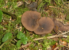Sclerotinia