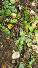 Hydrocotyle vulgaris