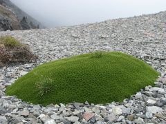 Hectorella caespitosa